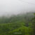 Lush tea plantations near Nuwara Eliya, a scenic stop on many Sri Lanka tuk tuk routes and itineraries.