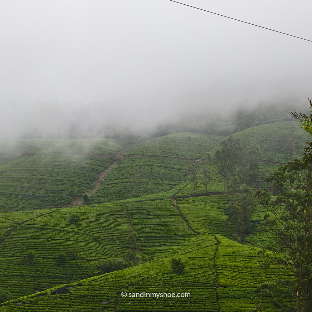 Lush tea plantations near Nuwara Eliya, a scenic stop on many Sri Lanka tuk tuk routes and itineraries.