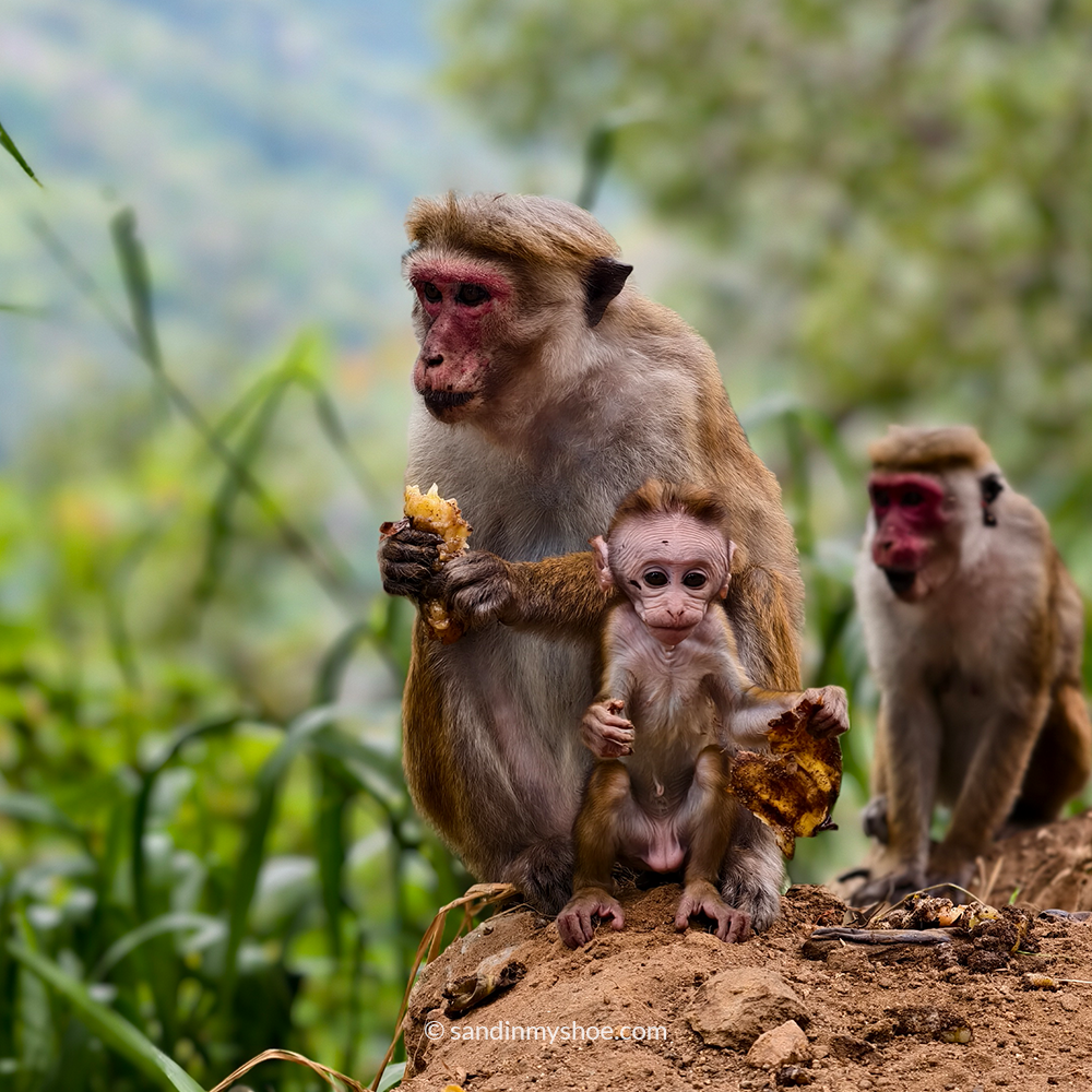Three red-faced monkeys sitting by the roadside, spotted along Sri Lanka tuk tuk itineraries in forested areas.