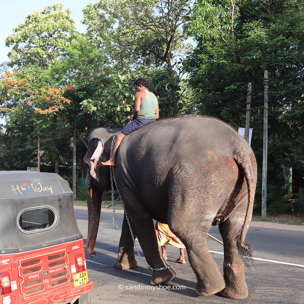 A elephant crossing the road—an unforgettable moment on a Sri Lanka tuk tuk route.