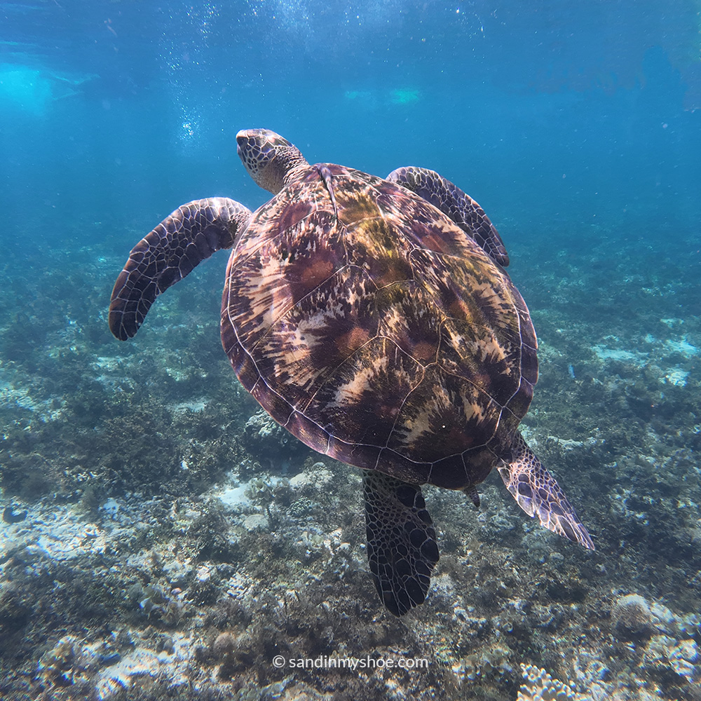 Sea turtles swimming just a few strokes from the shore in crystal-clear waters.