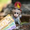 Monkey with money, a playful nod to managing a Sri Lanka travel budget."