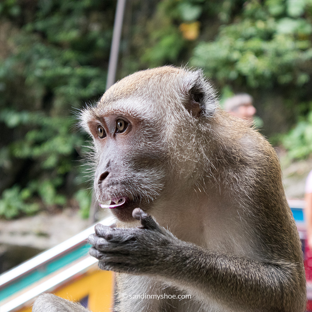 A monkey perched near the entrance of Batu Caves — adding wildlife charm to one of Kuala Lumpur’s top attractions.