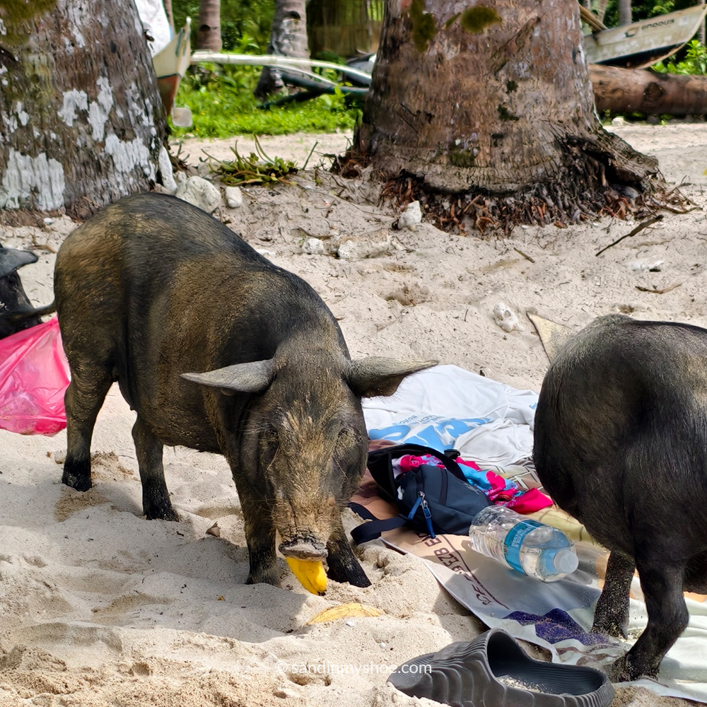 A pig stealing a banana — One of the reasons I love to travel Southeast Asia.