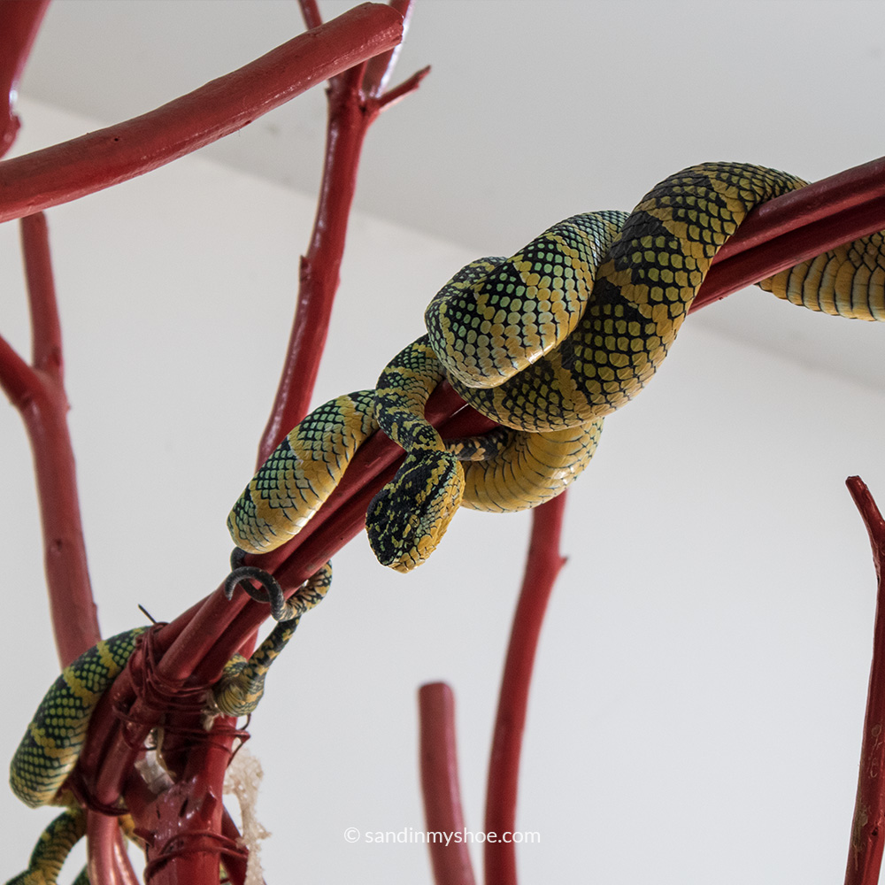 Close-up of a vibrant green pit viper coiled on a tree branch within the Snake Temple grounds in Penang, captured in soft natural light.