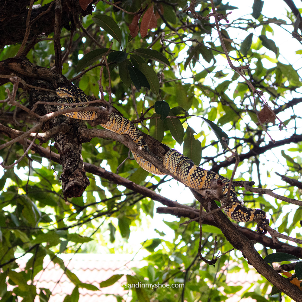 A pit viper coiled in a tree branch outside the Snake Temple in Penang, Malaysia, blending into the lush greenery of the sacred site.