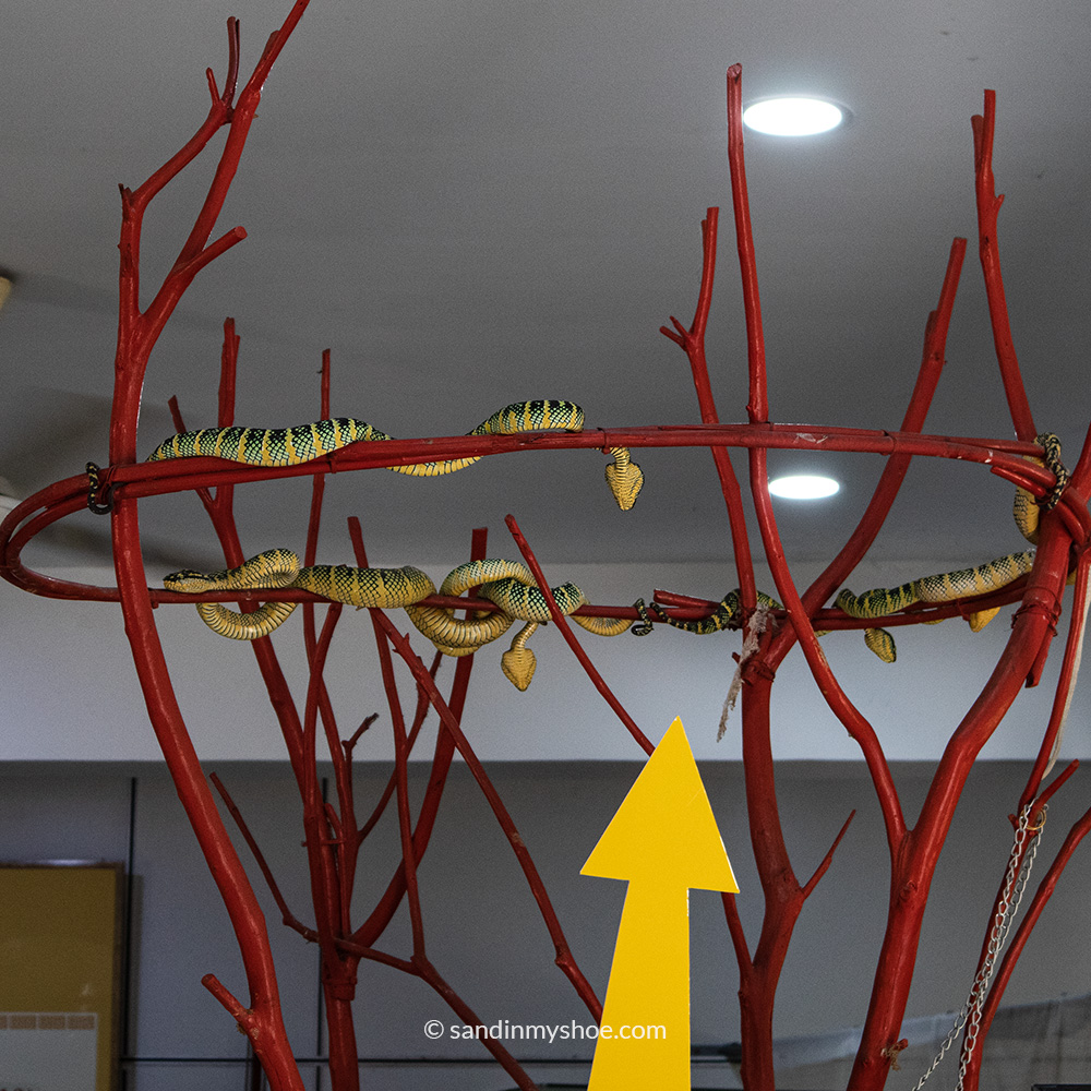 Several pit vipers resting calmly on branches inside the Snake Temple in Penang, blending into the sacred surroundings.