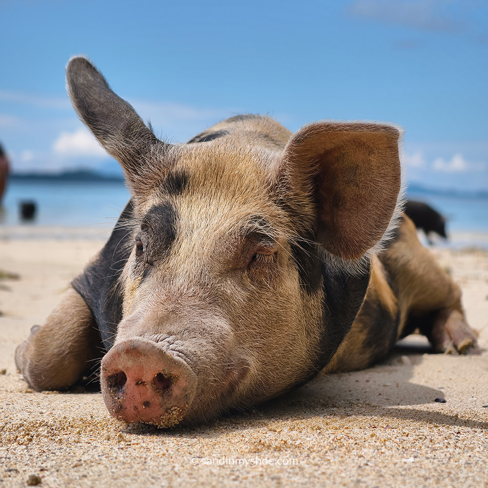 A pig relaxing on Coconut Beach — one of the more unusual beaches in the Philippines things to do lineup