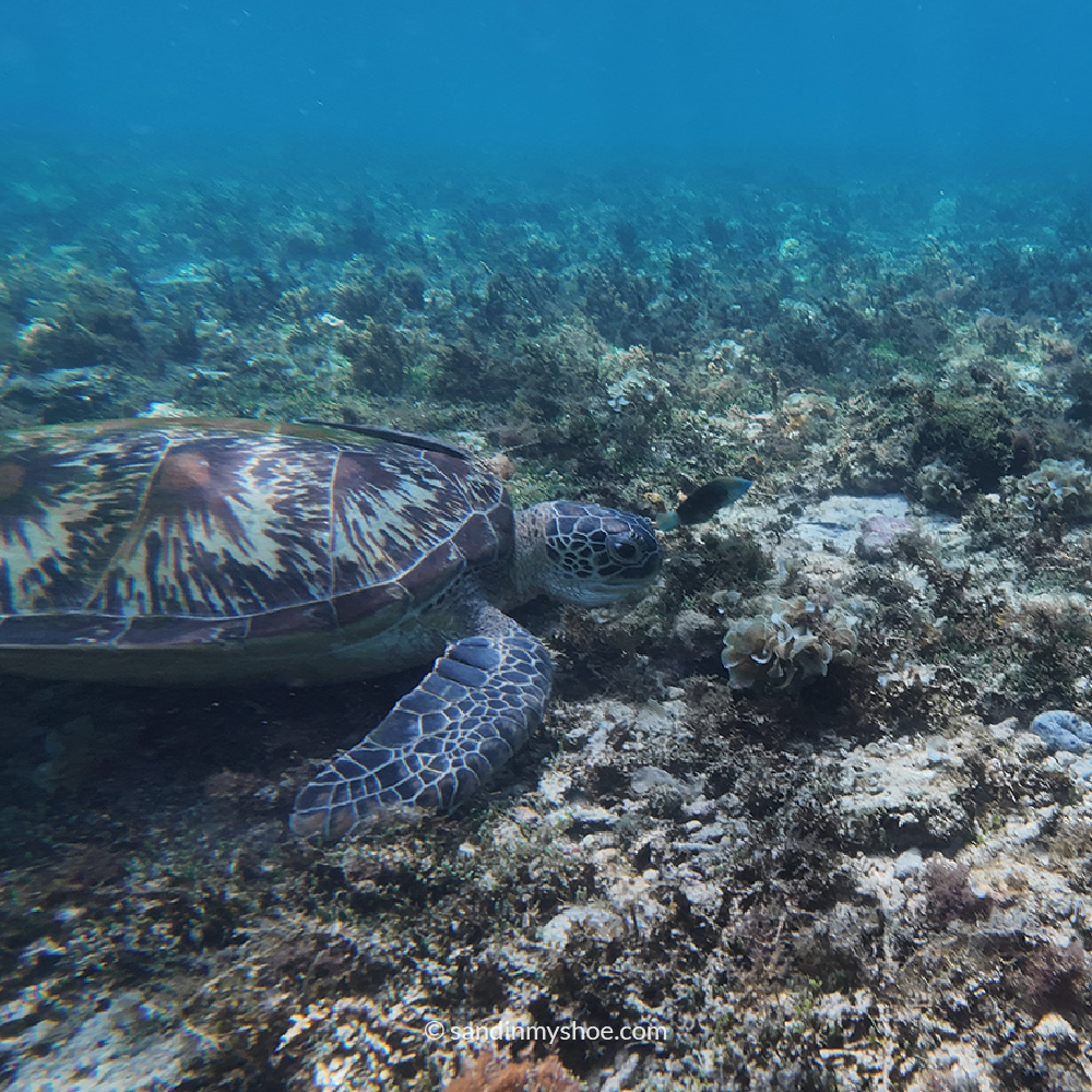 Sea turtle encounter during a day trip from Siquijor to Apo Island - featured in this travel guide