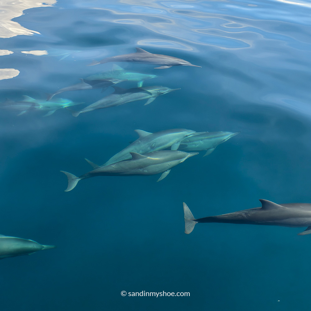 Dolphins spotted off the coast — a joyful surprise during affordable travel in the Philippines.