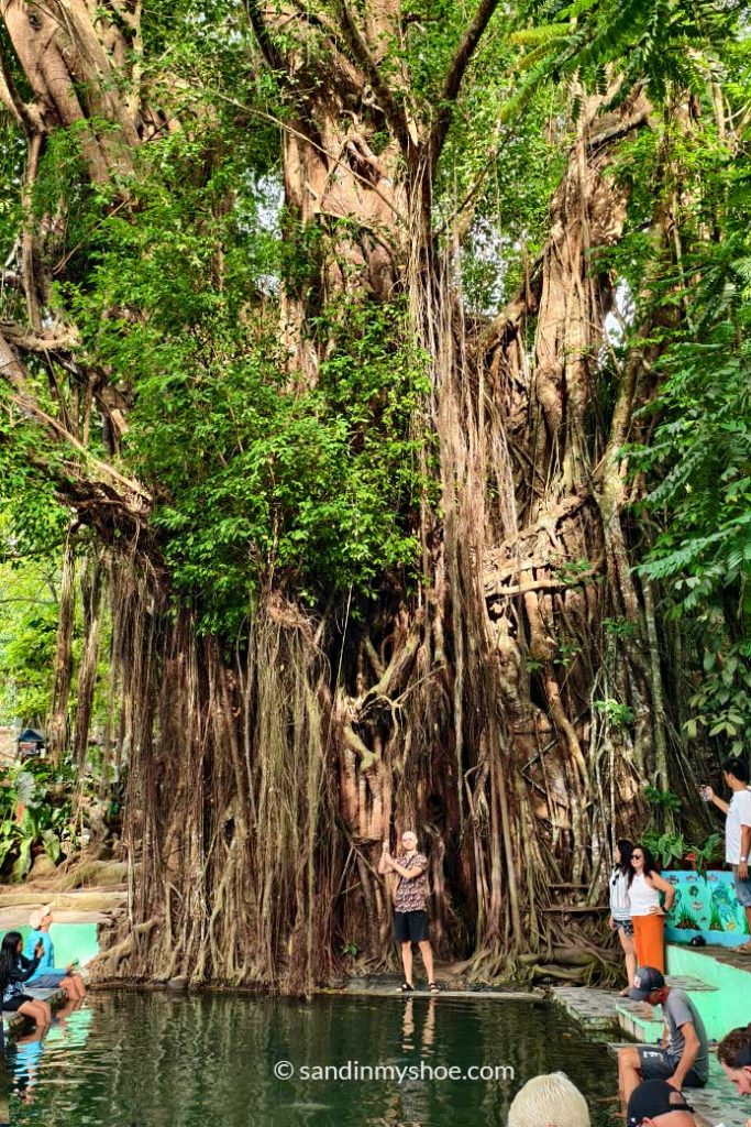 Enchanted Balete Tree of Siquijor — the island’s central spiritual place and a must‑see attraction.
