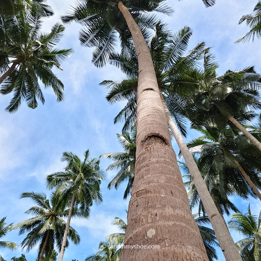 Coconut tree with carved steps — sections of the trunk removed to form footholds so people can climb up to reach coconuts.
