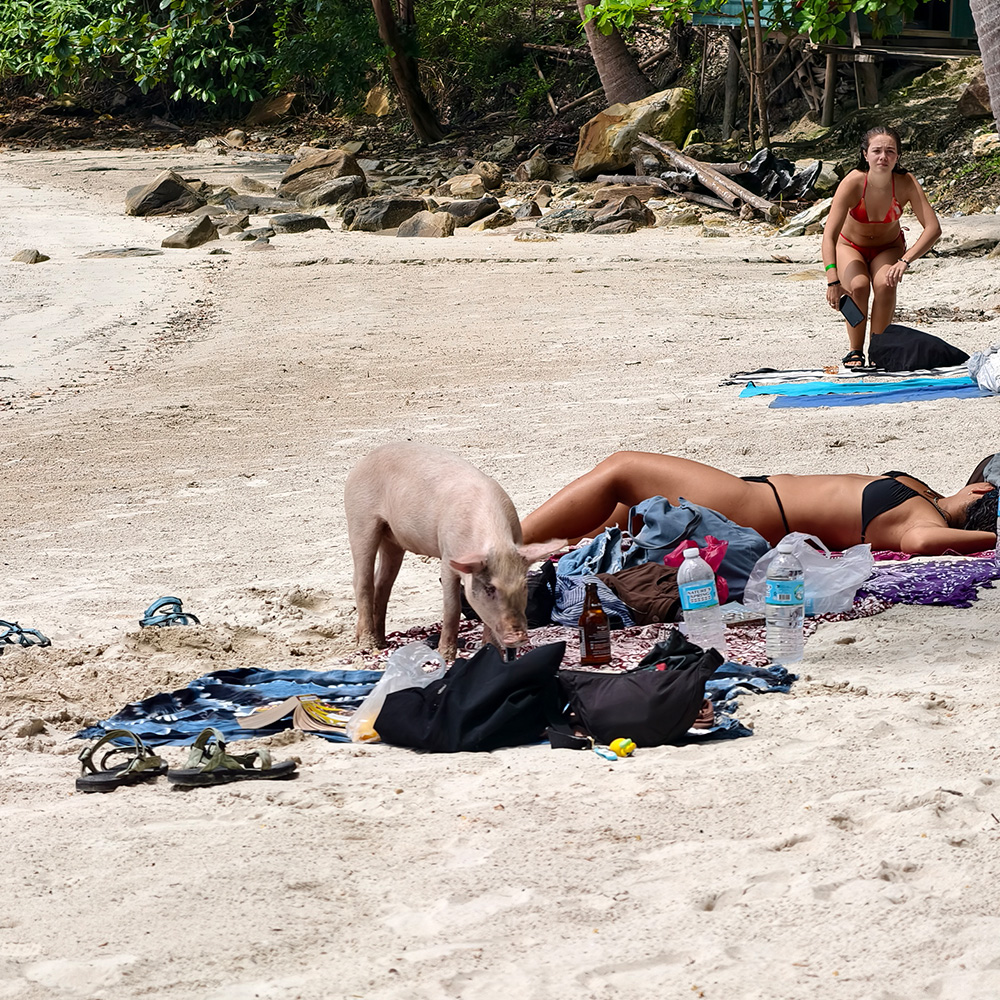 Pig sniffing at an open beach bag while a tourist suns nearby.