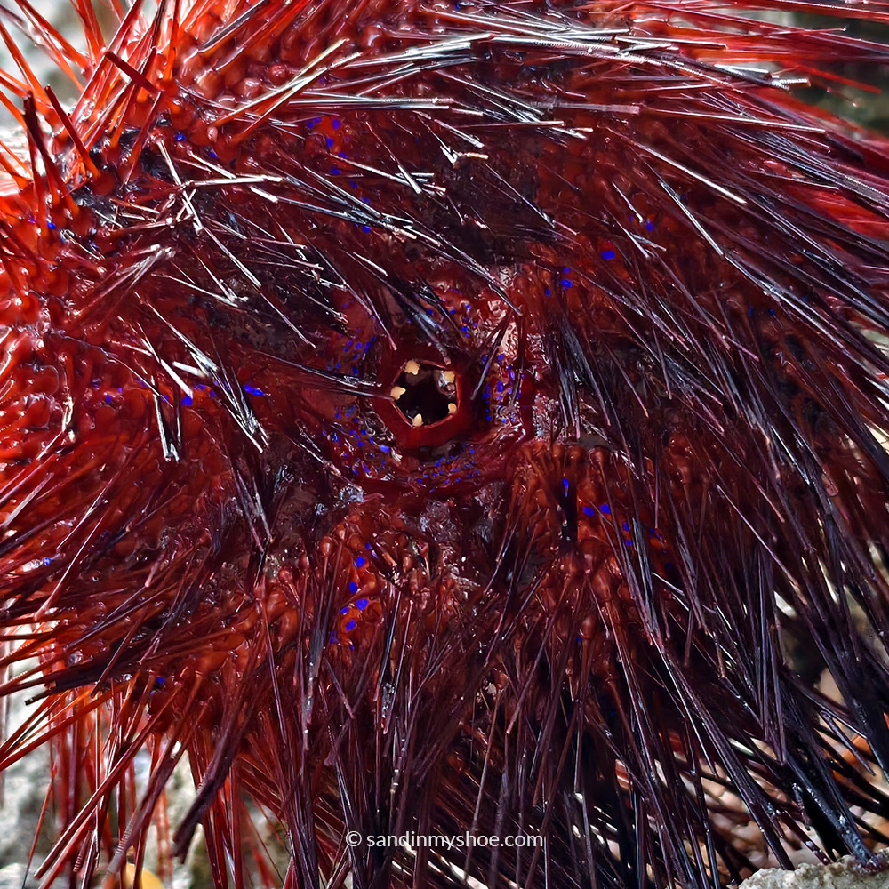 Red Sea Urchin with striking blue dots that act as light‑sensing “eyes.”