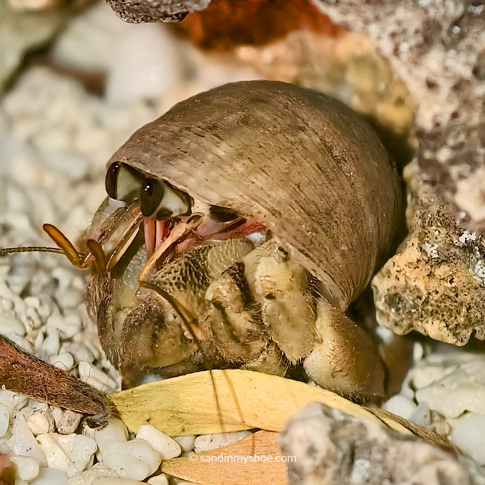 Hermit crab on a sandy beach in Siquijor — a highlight of Siquijor things to do
