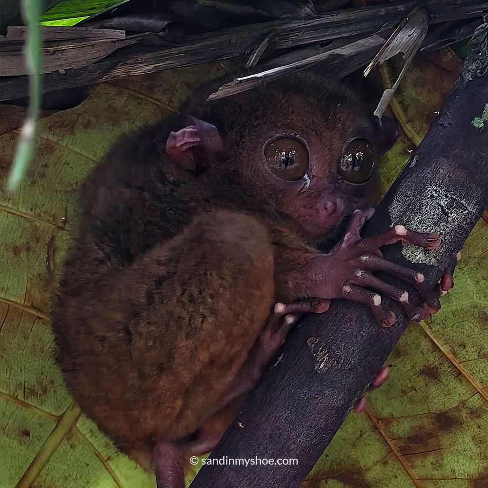 Wide-eyed tarsier monkey in Bohol — quirky wildlife encounter on a low-cost Philippines trip.