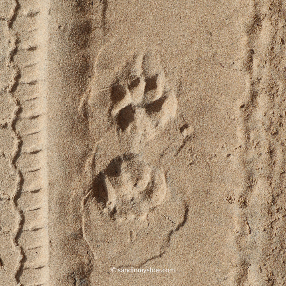 Leopard footprints in sand