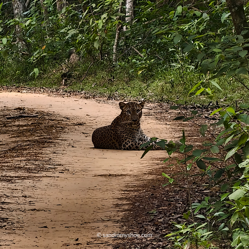 Leopard lounging on the dirt road
