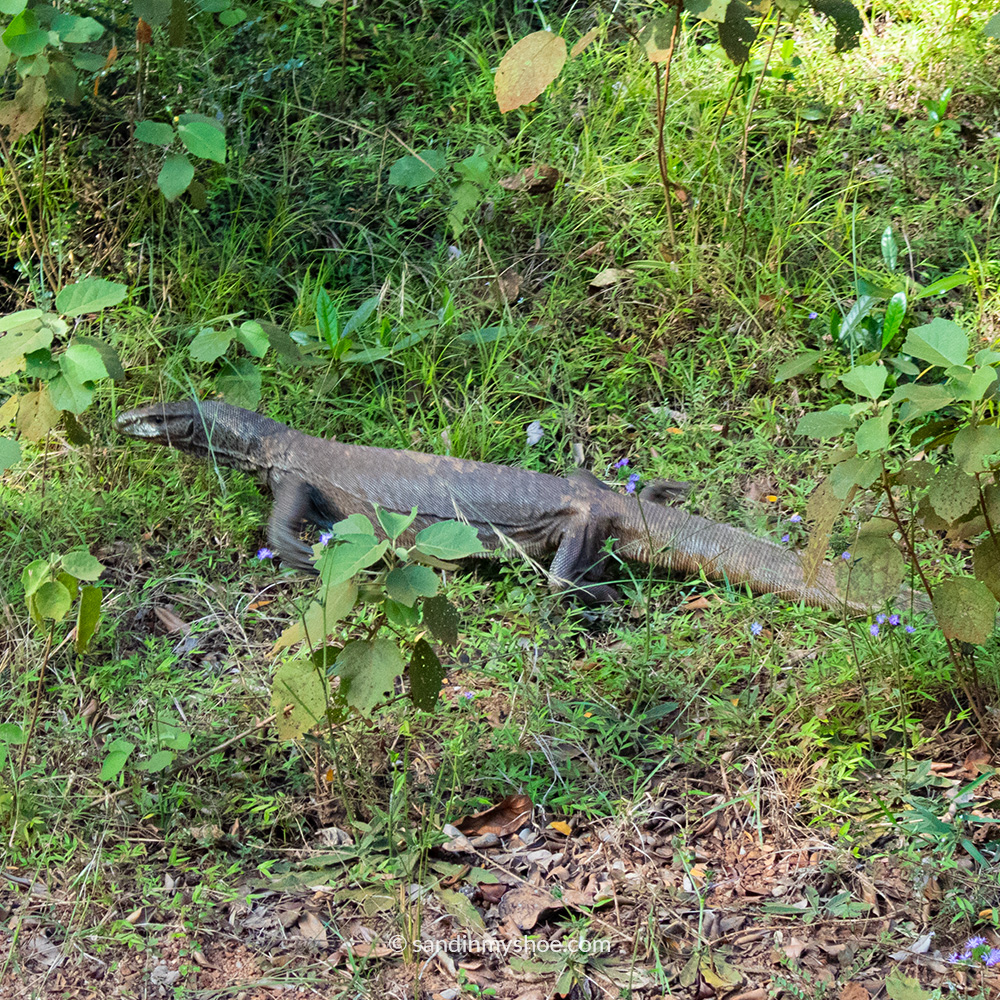 Monitor lizard spotted in Wilpattu National Park