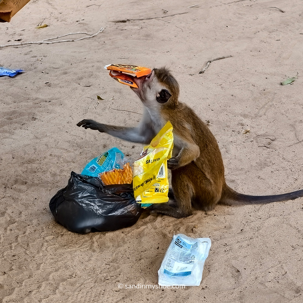 Monkey raiding the trashbin and eating trash