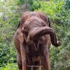 Elephant close-up during a Safari in Sri Lanka