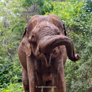 Elephant close-up during a Safari in Sri Lanka