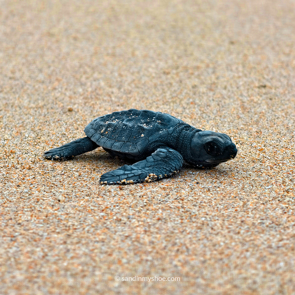 Turtle Hatchling released at Duli Beach Resort in El Nido