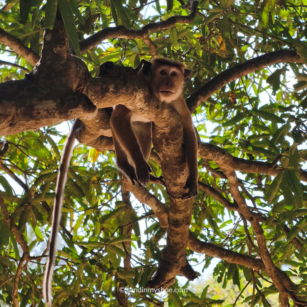 Monkey hanging on the tree