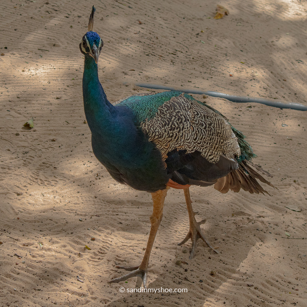 Peacocks were a typical sights