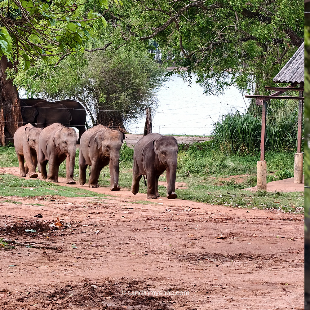 Baby elephants marching toward the feeding stations at the Elephant Transit Home in Udawalawe