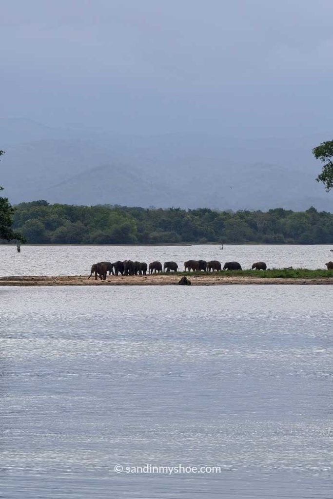 Baby elephants migrating from their to get fed in Elephant Transit Home.