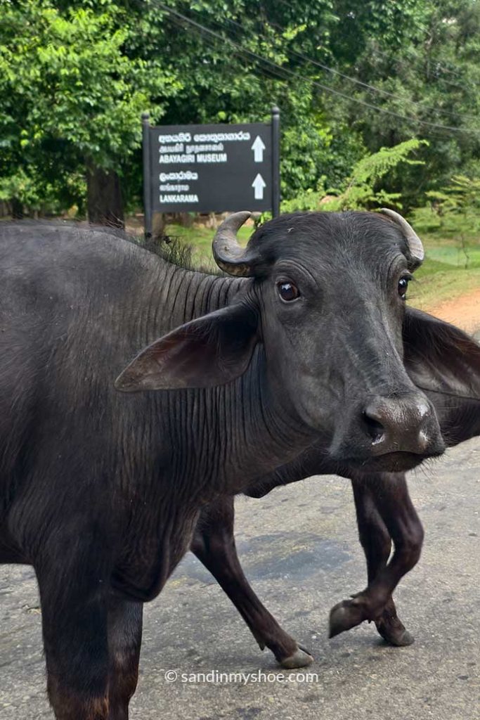 Heards of cows passing through old town in Anuradhapura