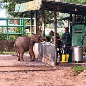 Elephant calf drinking milk at elephant transit home in Udawalawe, Sri Lanka