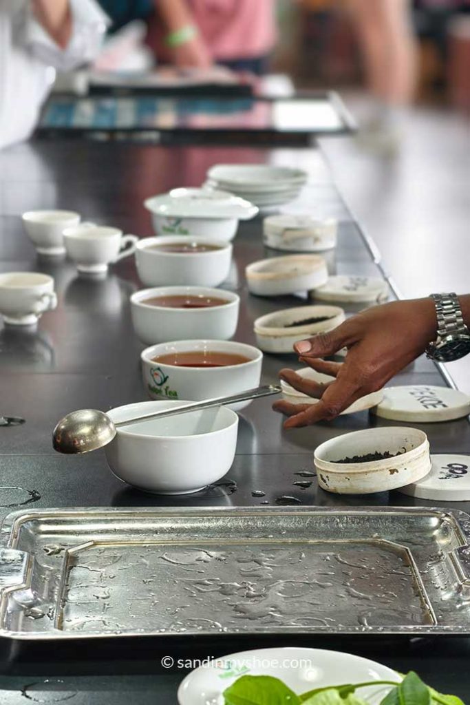 Tea tasting in Uva Halpewatte Tea Factory
