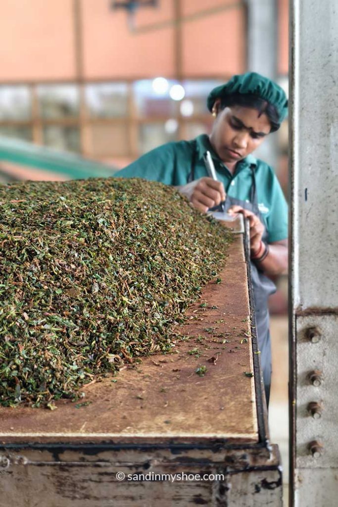 Factory worker at Uva Halpewatte Tea Factory.