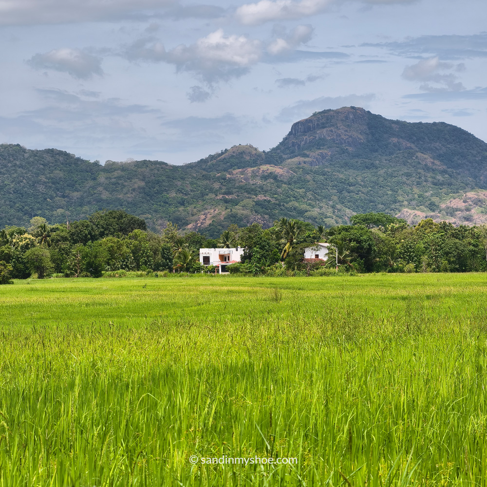 Farmland views to the left of me.