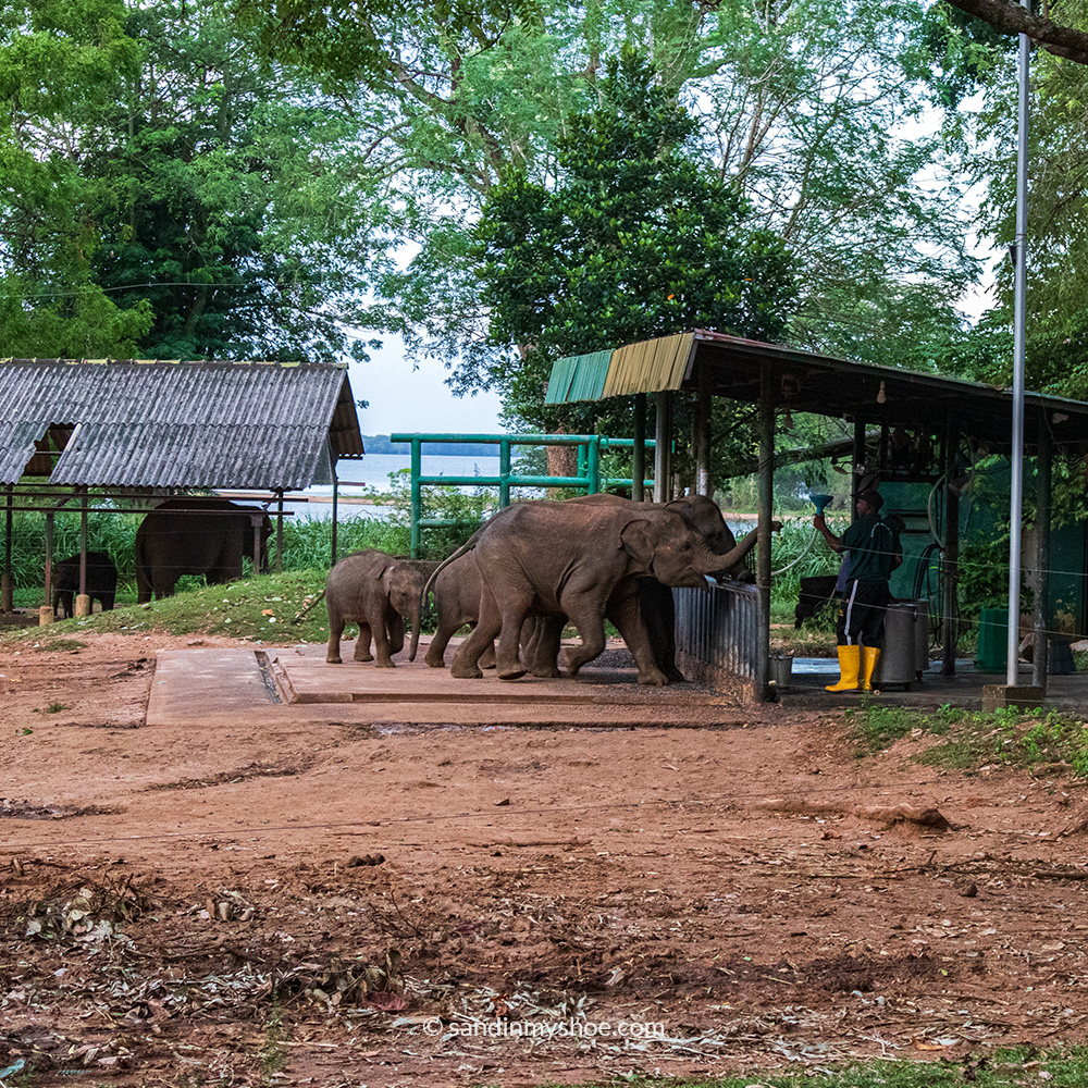 Baby elephants getting fed at the Elephant Transit Home in Udawalawe