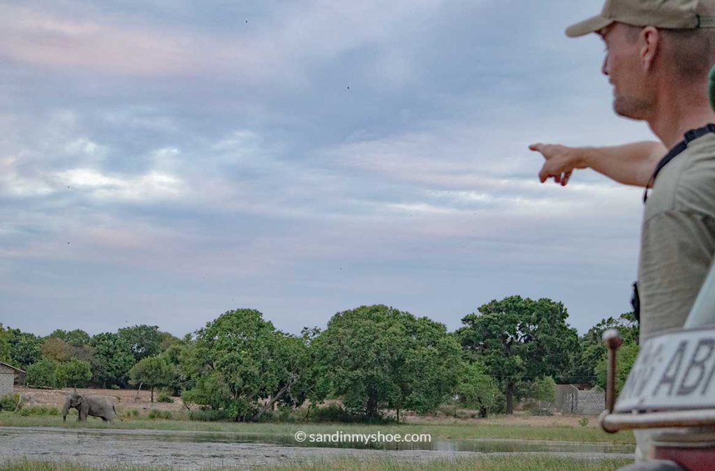 Wild elephant spotted near Elephant Rock in Arugam Bay, Sri Lanka.