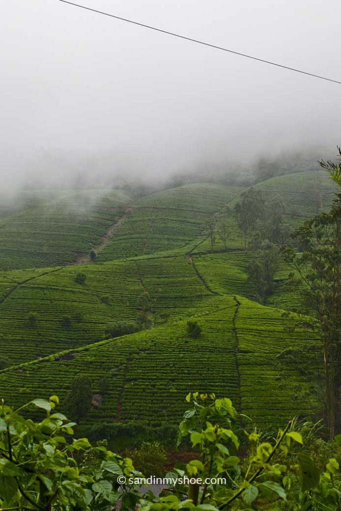 Tea plantations seen from the train to Ella.