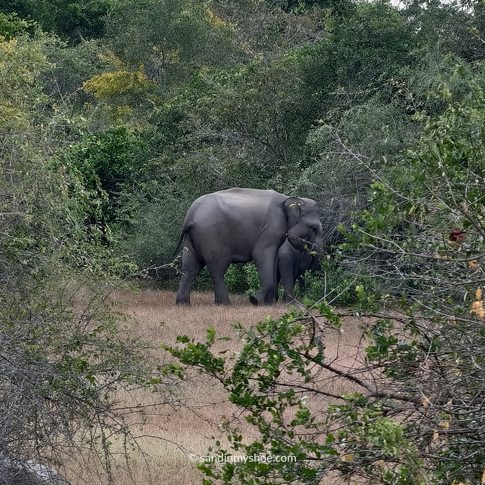 Wild elephants in Arugam Bay.