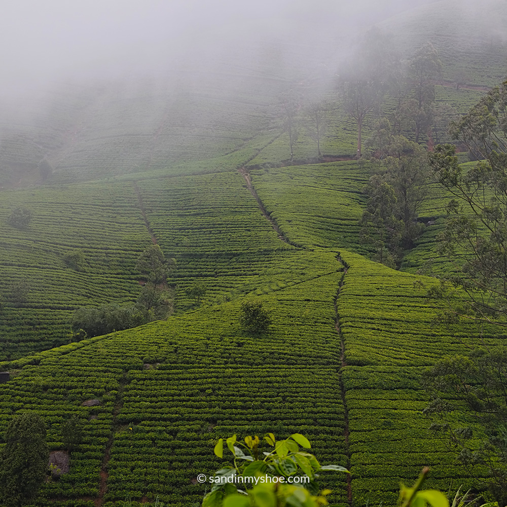 Misty tea plantations in Nuwara Eliya during June, showing the cool Hill Country conditions travellers consider when asking if June is a good month to visit Sri Lanka.