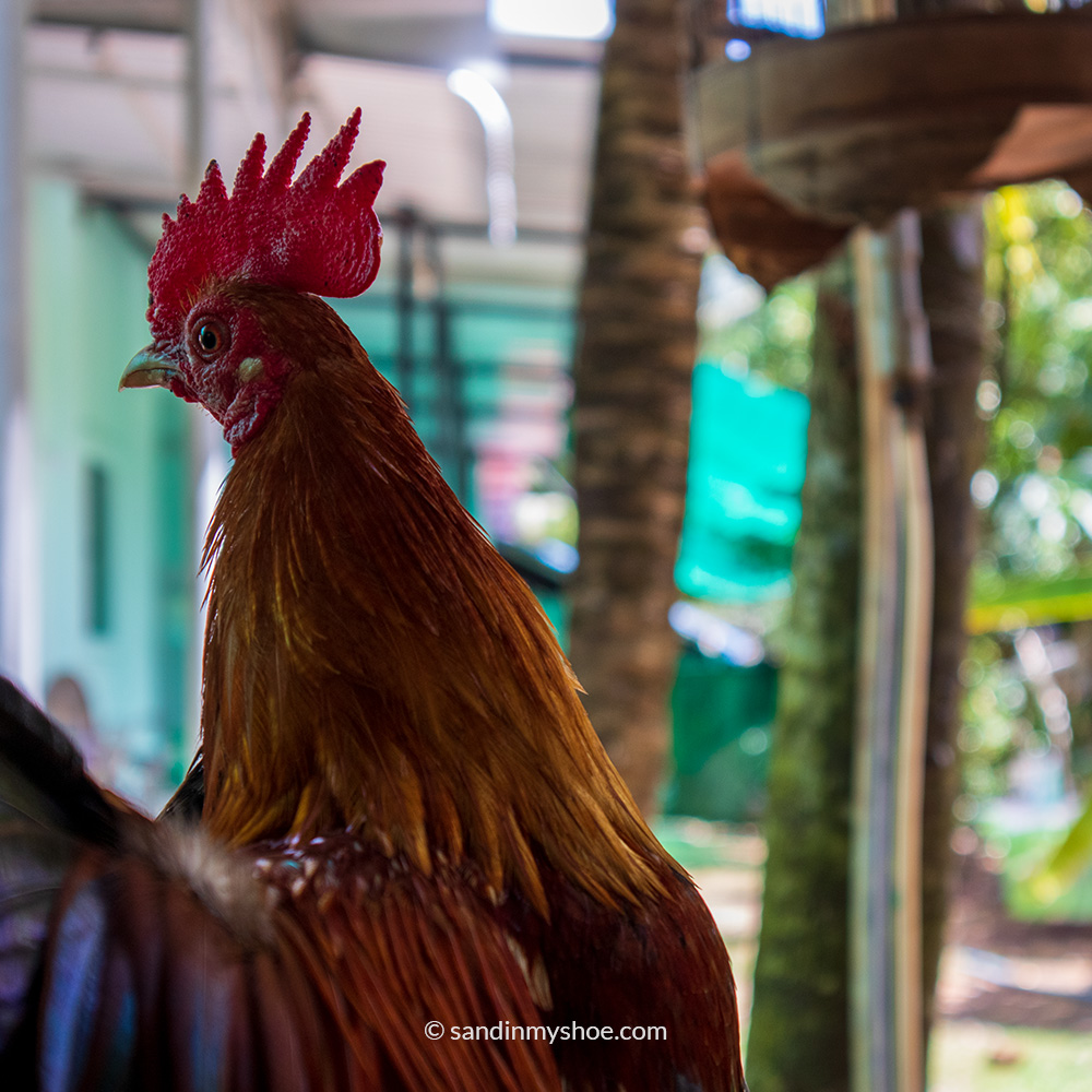 A proud looking rooster found in Ben Tre