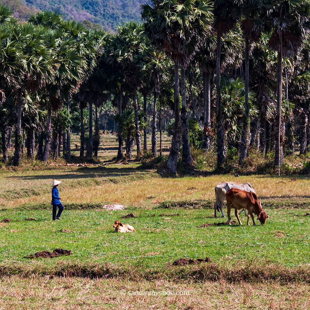 Farmer with cows