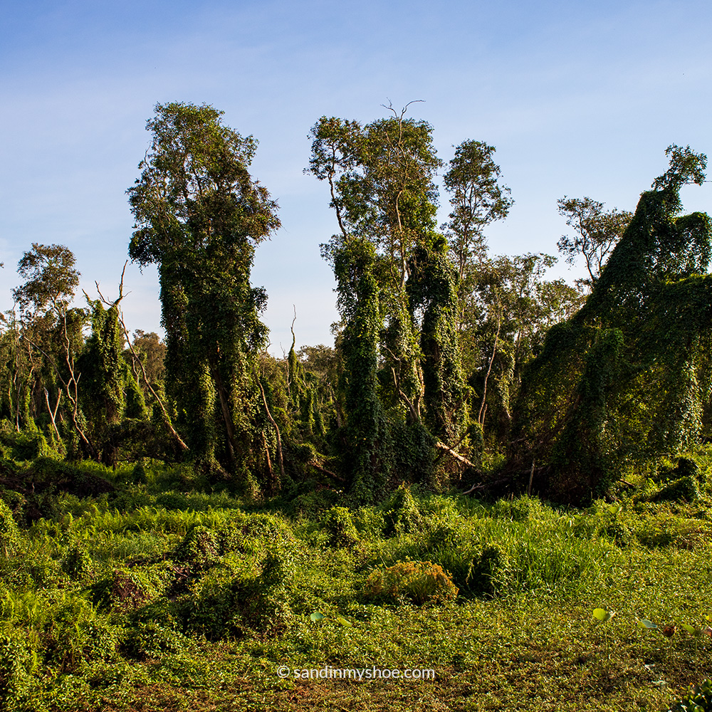 Forrest shot in Tra Su Cajuput Forest