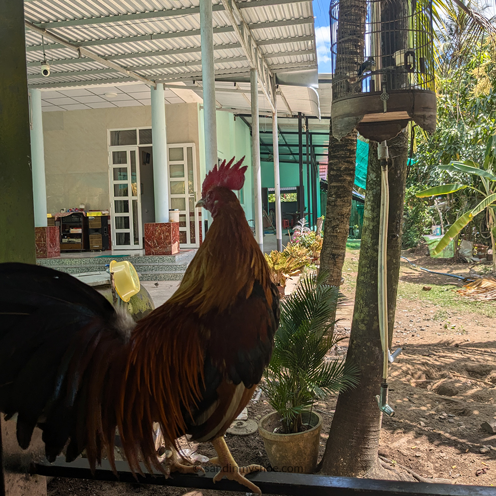 Rooster on a table in a café in Ben Tre, Mekong Delta, Vietnam