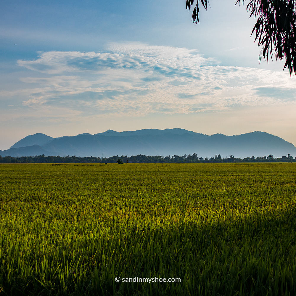 Rice fields in Chau Doc, Vietnam