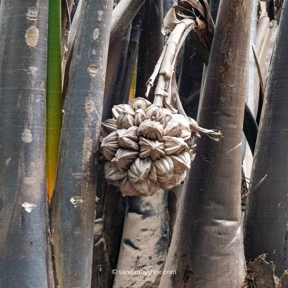 A river coconut