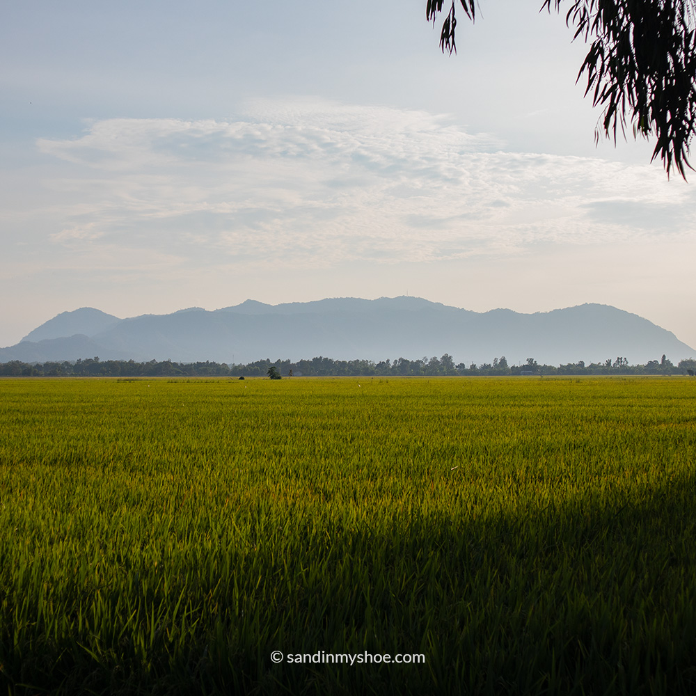 Wide view of expansive green rice fields in the Mekong Delta