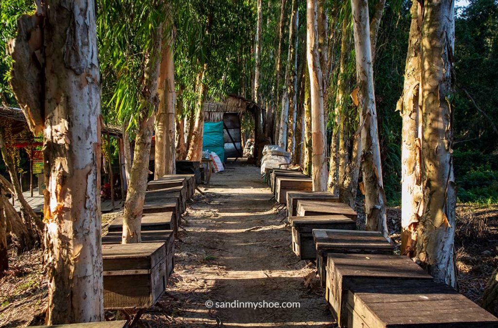 Boxes of bees along the path in Tra Su Cajuput Forest, Mekong Delta, Vietnam