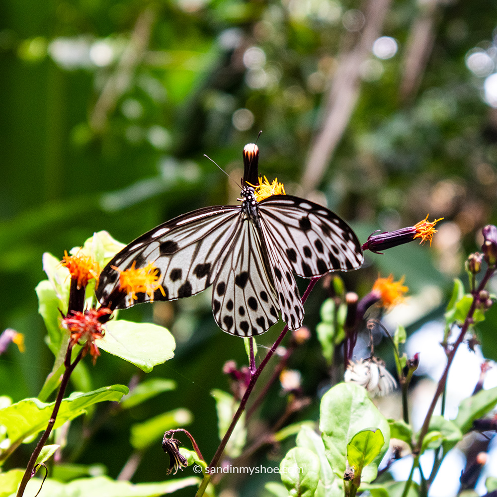 Close‑up of a butterfly perched on a leaf at The Habitat, with soft forest light in the background.